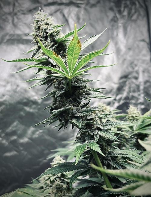 Round 2 gopher glue reveg. Week 15