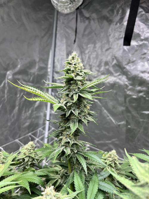 Round 2 gopher glue reveg. Week 15