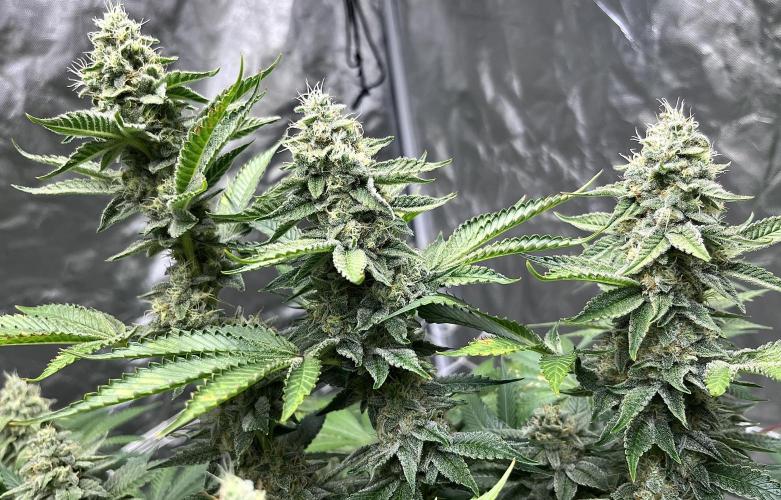 Round 2 gopher glue reveg. Week 15