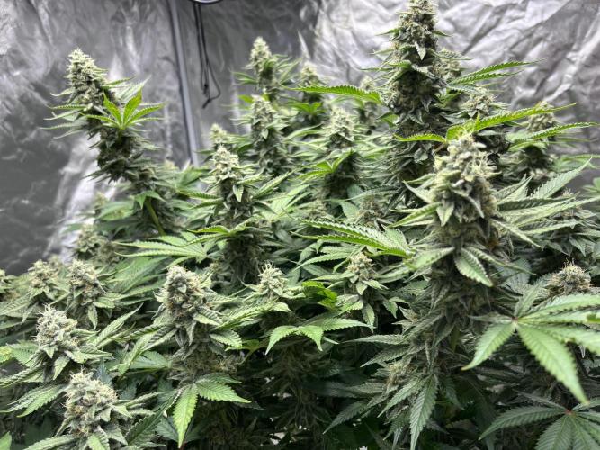 Gopher Glue. Week 15