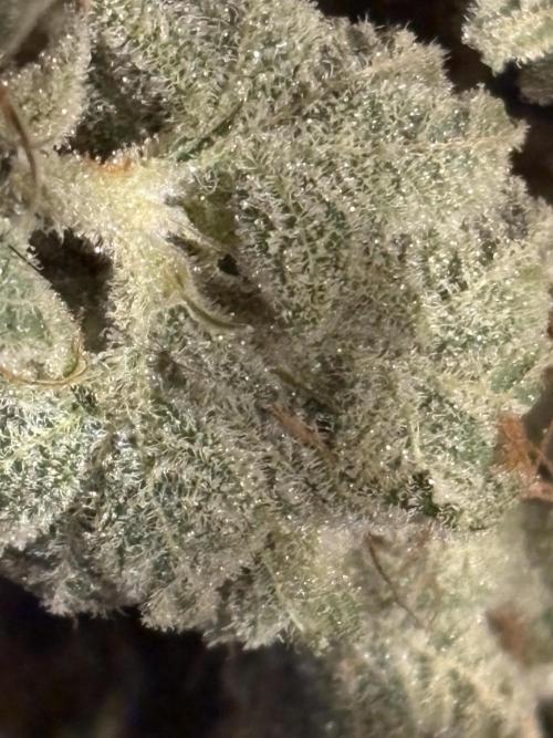 Round 2 gopher glue reveg. Week 16