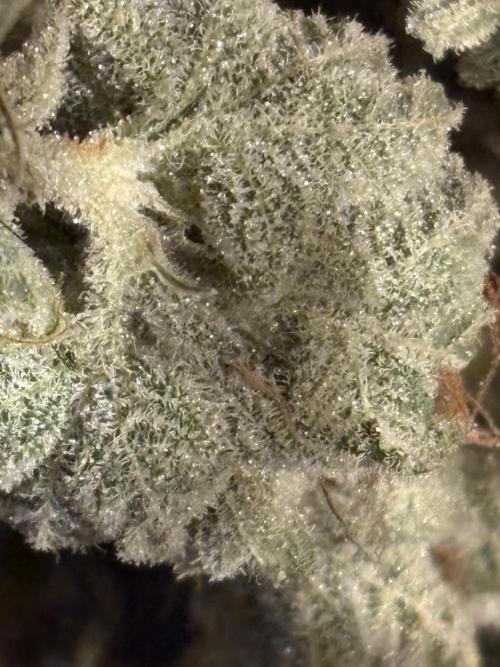Round 2 gopher glue reveg. Week 16