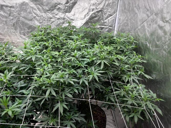 A little help for a friend. Week 6