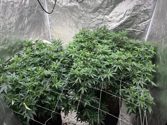 A little help for a friend. Week 6