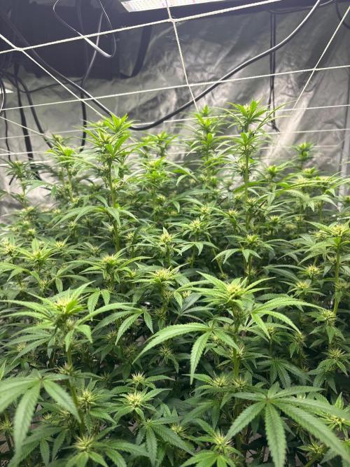 A little help for a friend. Week 9 - Sativa hybrid