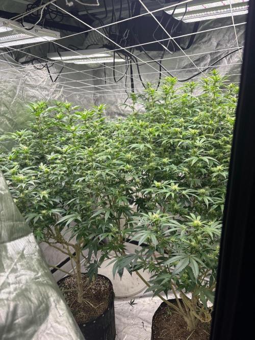 A little help for a friend. Week 9