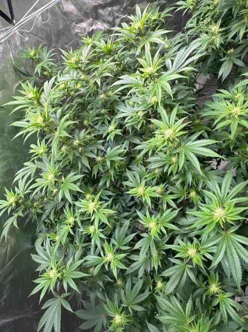 A little help for a friend. Week 9 - Indica hybrid