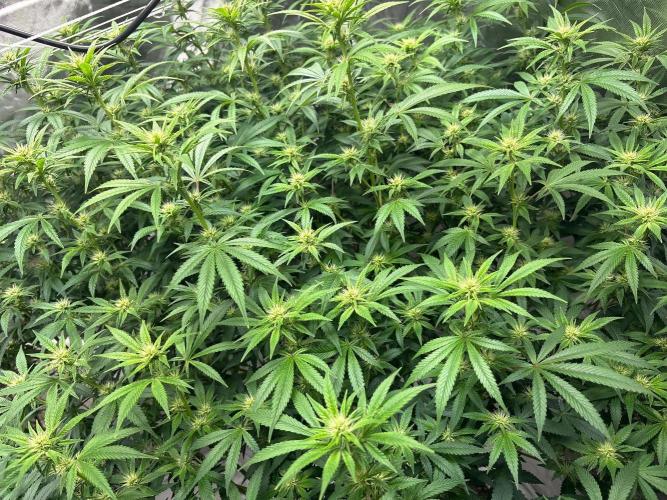 A little help for a friend. Week 9 - Sativa hybrid