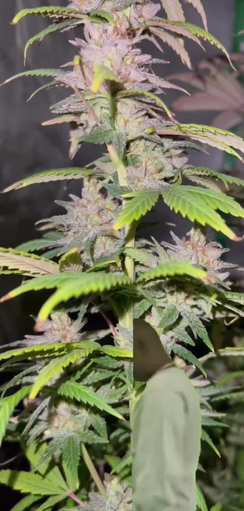 O.G. Kush / Moby / Cookies Royal Queen Seeds - ScurvyDude