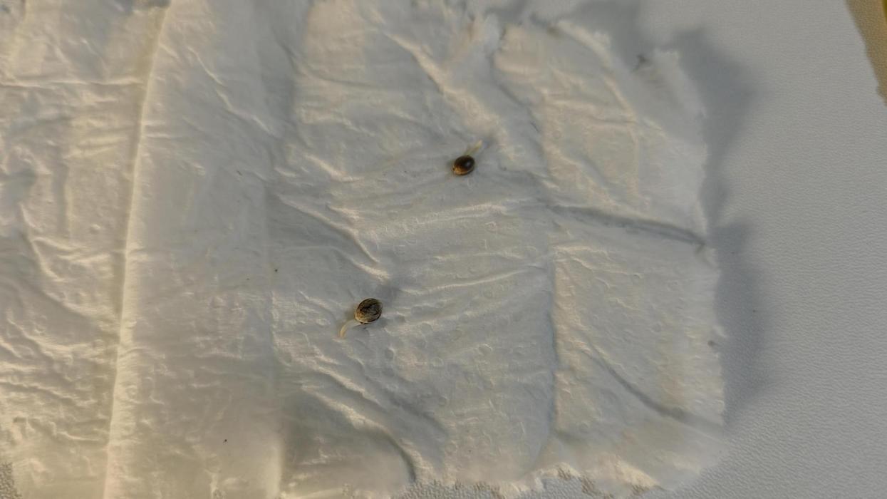 PAPAYA SHERBET. Week 0 - Germination took 24 hour