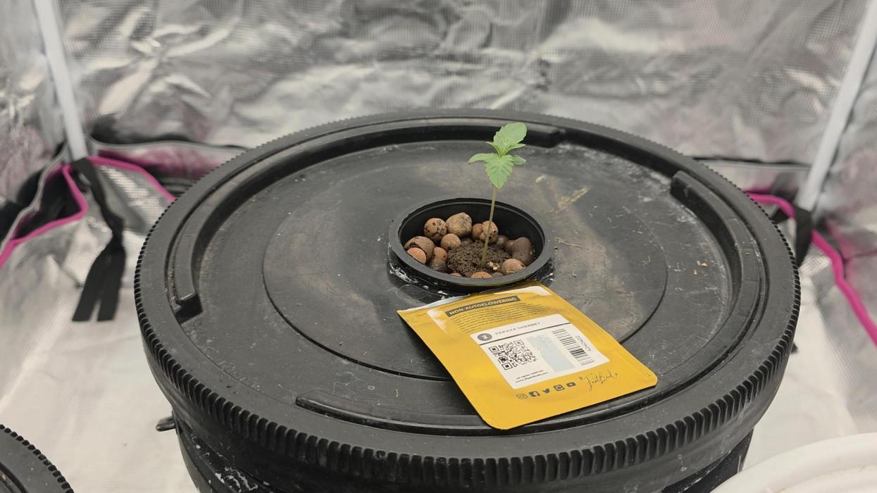 PAPAYA SHERBET. Week 1