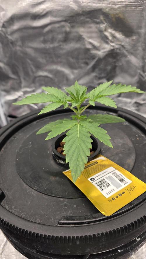 PAPAYA SHERBET. Week 2