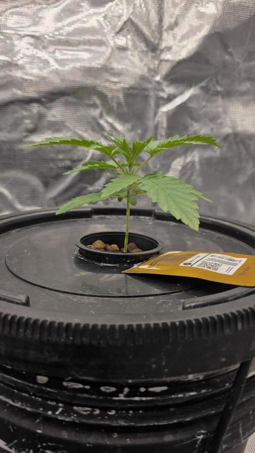 PAPAYA SHERBET. Week 2