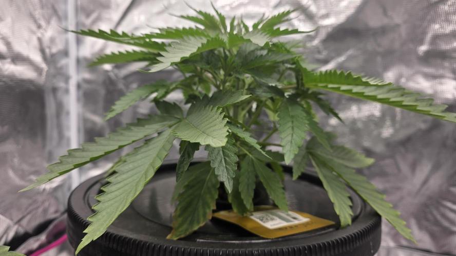 PAPAYA SHERBET. Week 3 - Bottom leaf is going through something but I dont think its a real problem.