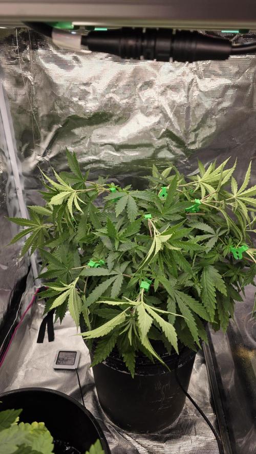 PAPAYA SHERBET. Week 5 - Back in she went to heal up