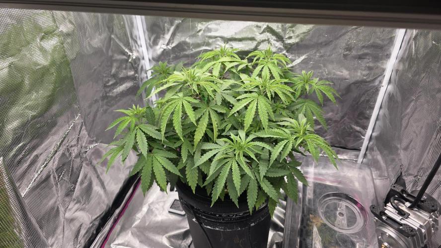 PAPAYA SHERBET. Week 5 - The next day she was looking 👌🏾 