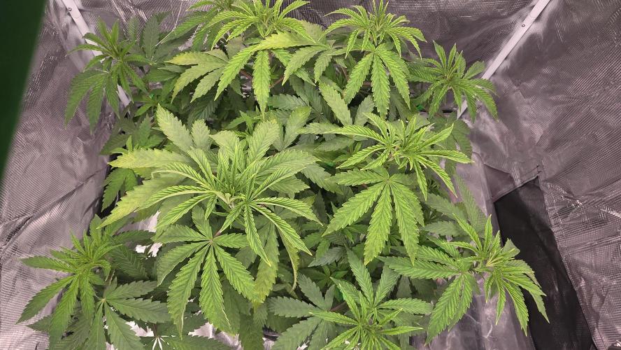 PAPAYA SHERBET. Week 5 - A top down view from the same day 