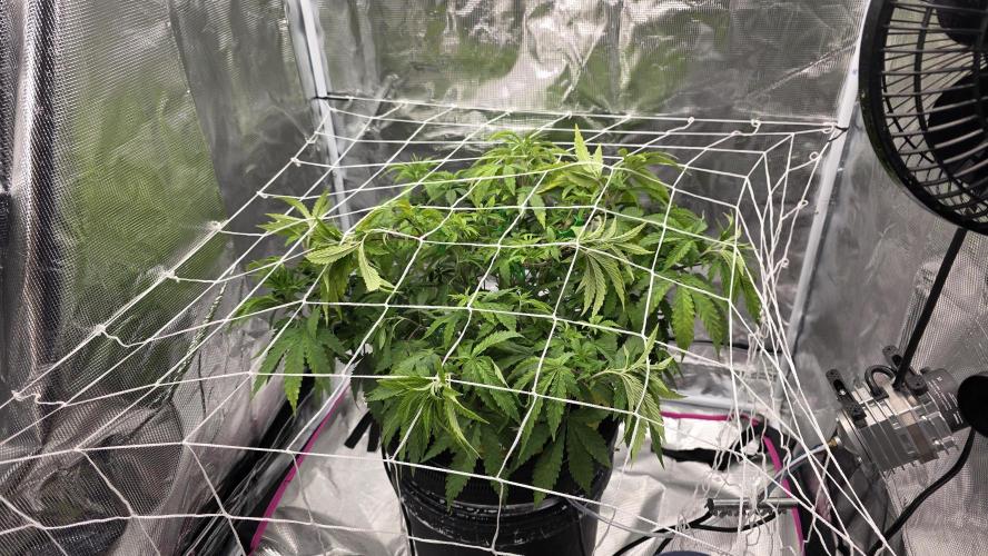 PAPAYA SHERBET. Week 6 - Added 1st trellis net