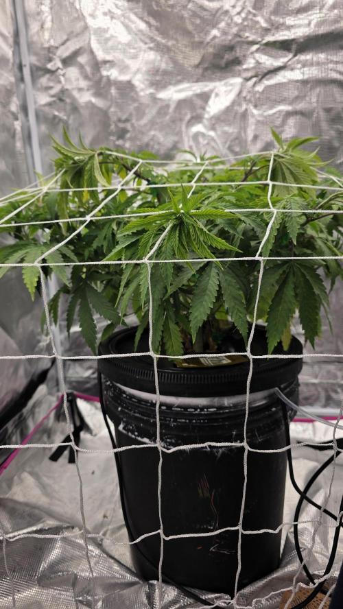 PAPAYA SHERBET. Week 6 - Different view of the trellis from first day