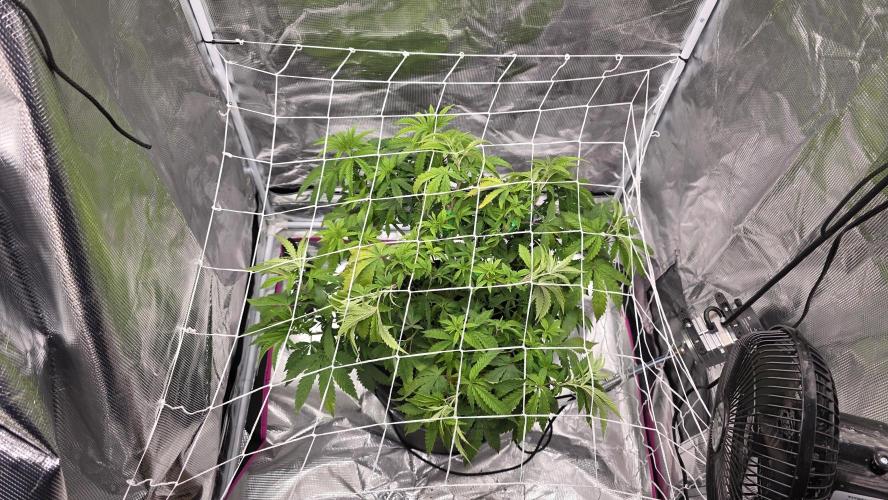 PAPAYA SHERBET. Week 6 - Still first day