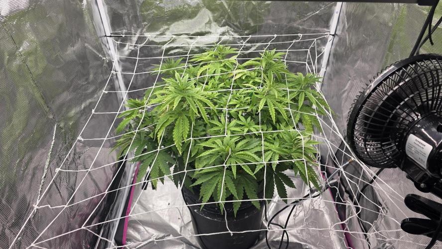 PAPAYA SHERBET. Week 6 - Mid week