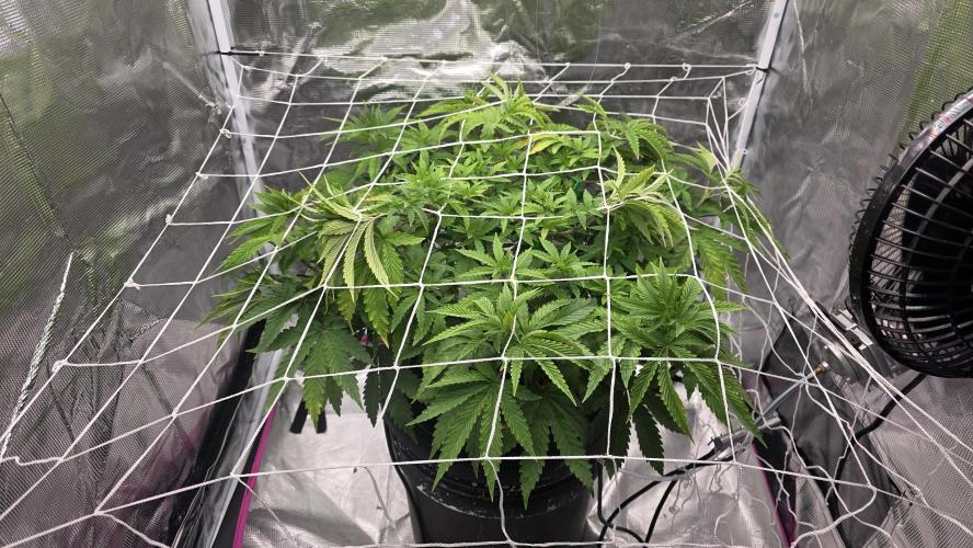 PAPAYA SHERBET. Week 6 - Day before end of the week