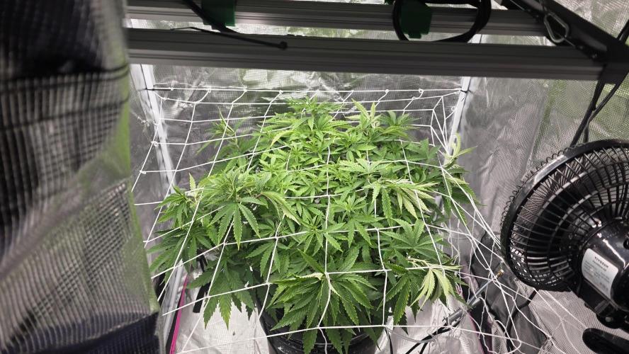 PAPAYA SHERBET. Week 6 - End of the week an is filling out nicely 👌🏾 