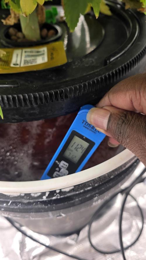 PAPAYA SHERBET. Week 7