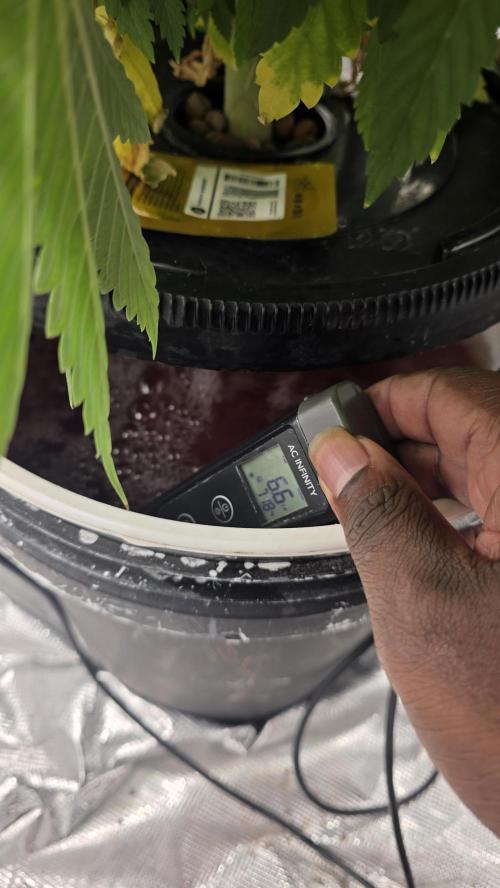 PAPAYA SHERBET. Week 7