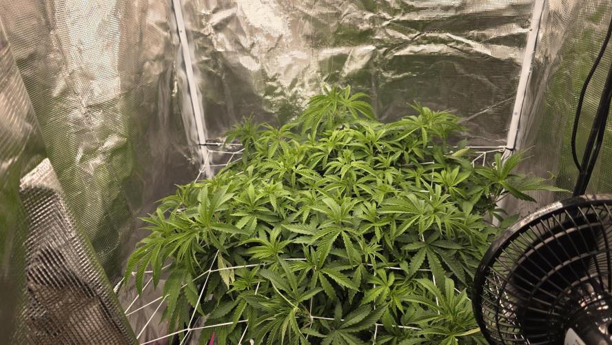 PAPAYA SHERBET. Week 7