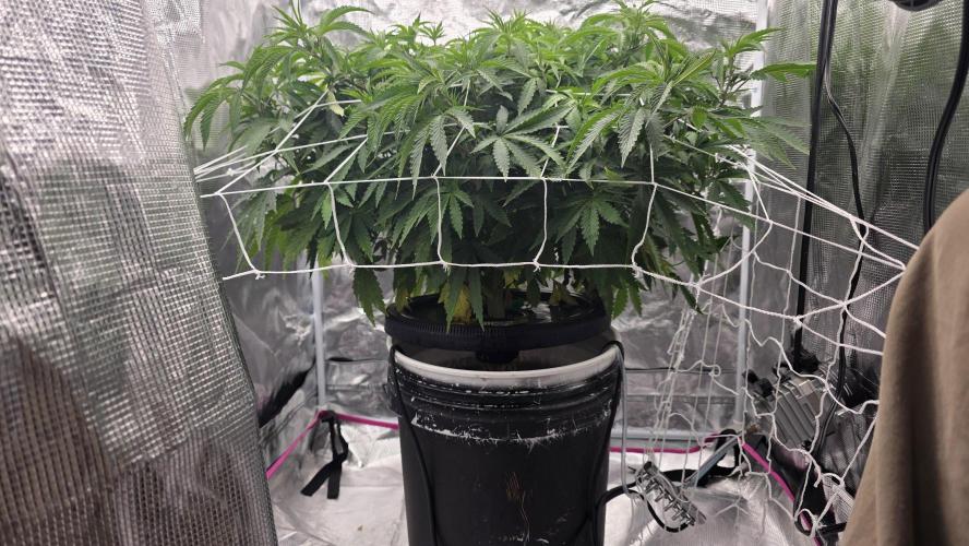 PAPAYA SHERBET. Week 7