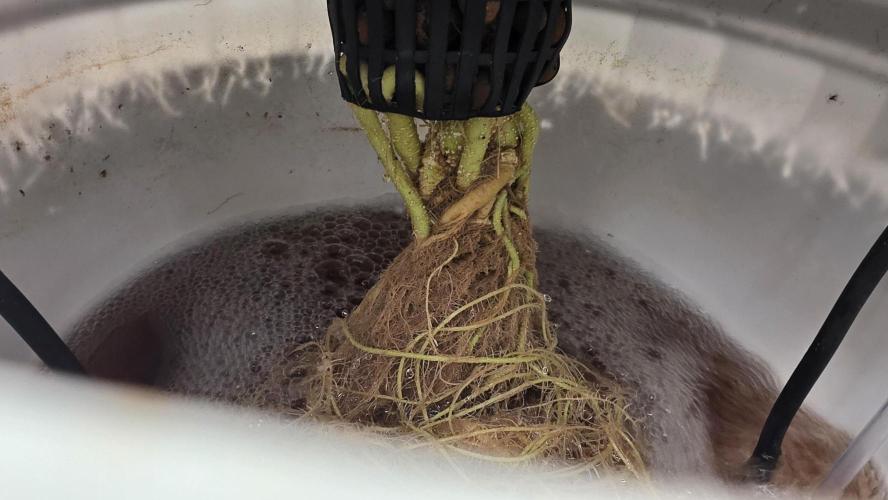 PAPAYA SHERBET. Week 8 - Mid week water top off