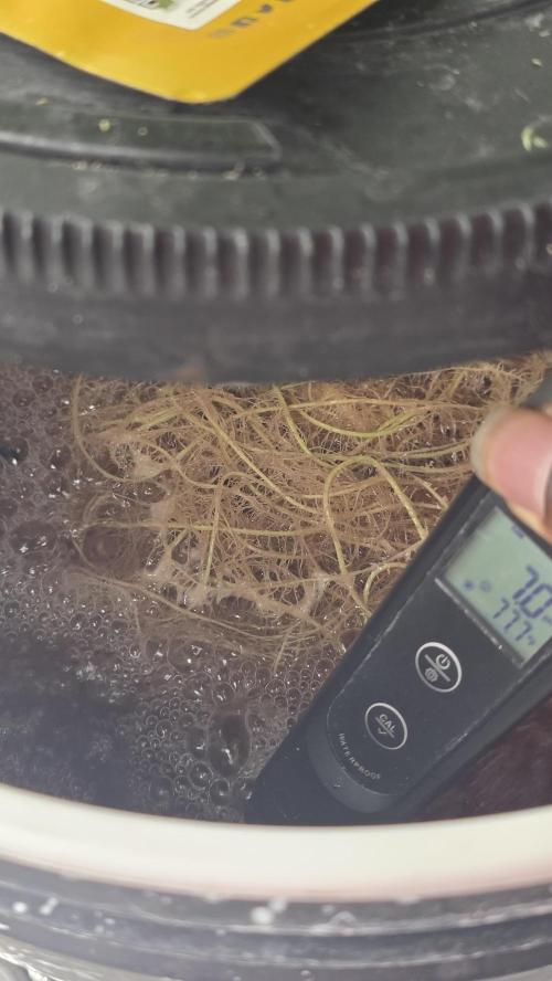 PAPAYA SHERBET. Week 8 - Ph was a tad bit to high 