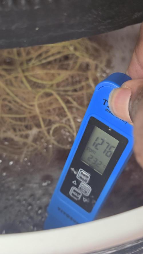 PAPAYA SHERBET. Week 8 - Ppms are crazy high but plant not showing any problems so i left it