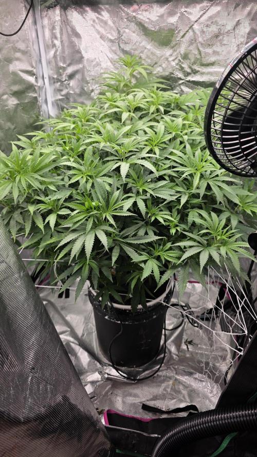 PAPAYA SHERBET. Week 9