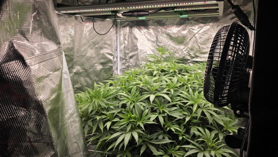 PAPAYA SHERBET. Week 9