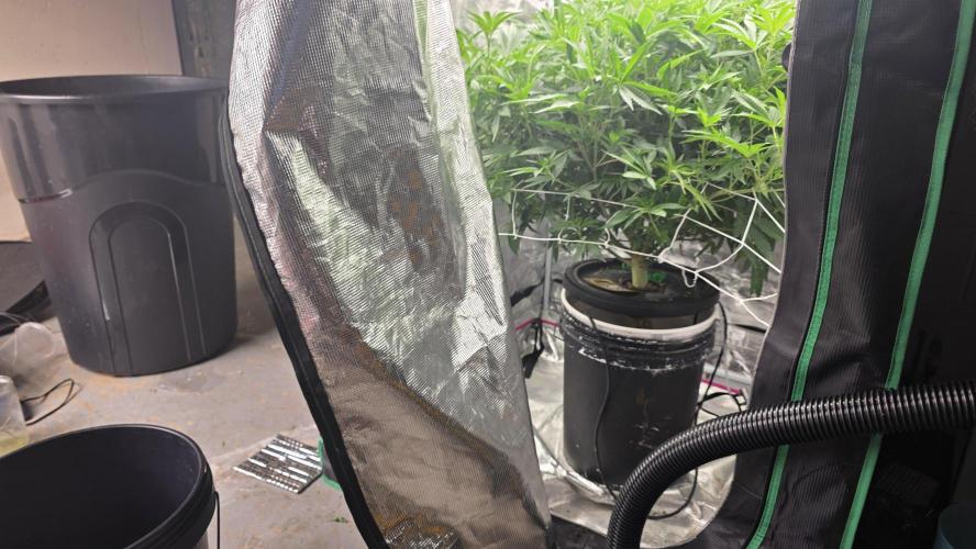 PAPAYA SHERBET. Week 9