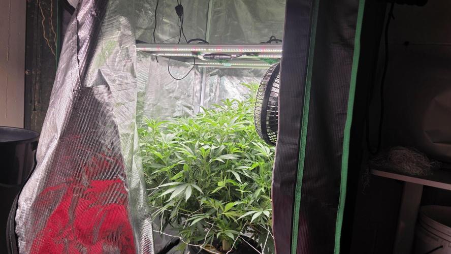 PAPAYA SHERBET. Week 9