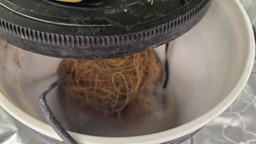 PAPAYA SHERBET. Week 9 -  End of week plant is drinktaking up water fast 