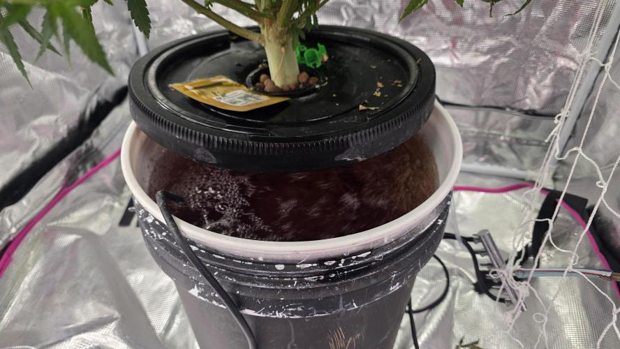 PAPAYA SHERBET. Week 9