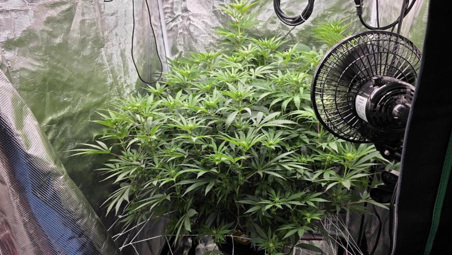 PAPAYA SHERBET. Week 10