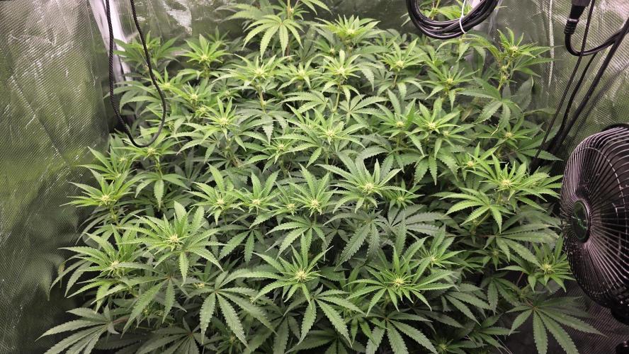 PAPAYA SHERBET. Week 10