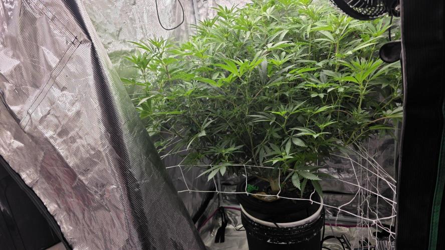 PAPAYA SHERBET. Week 10