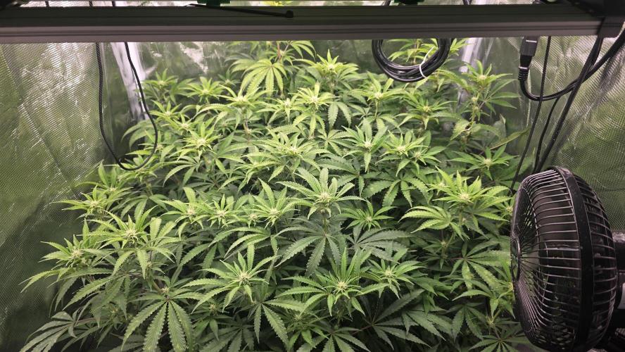 PAPAYA SHERBET. Week 11 - Beginning of week