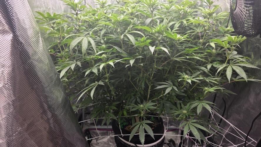PAPAYA SHERBET. Week 11 - Beginning of week 