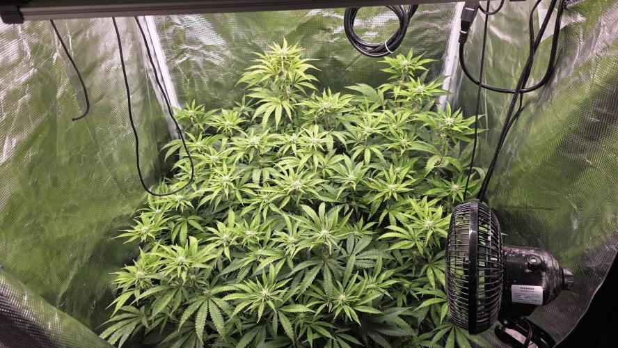 PAPAYA SHERBET. Week 11