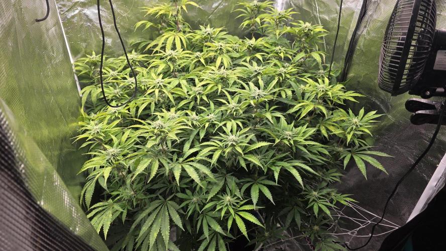 PAPAYA SHERBET. Week 11