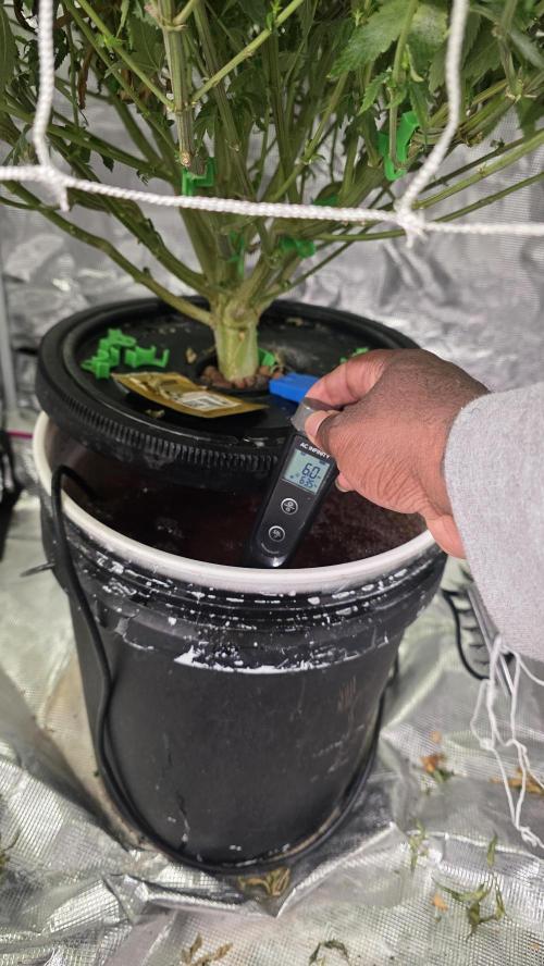 PAPAYA SHERBET. Week 11