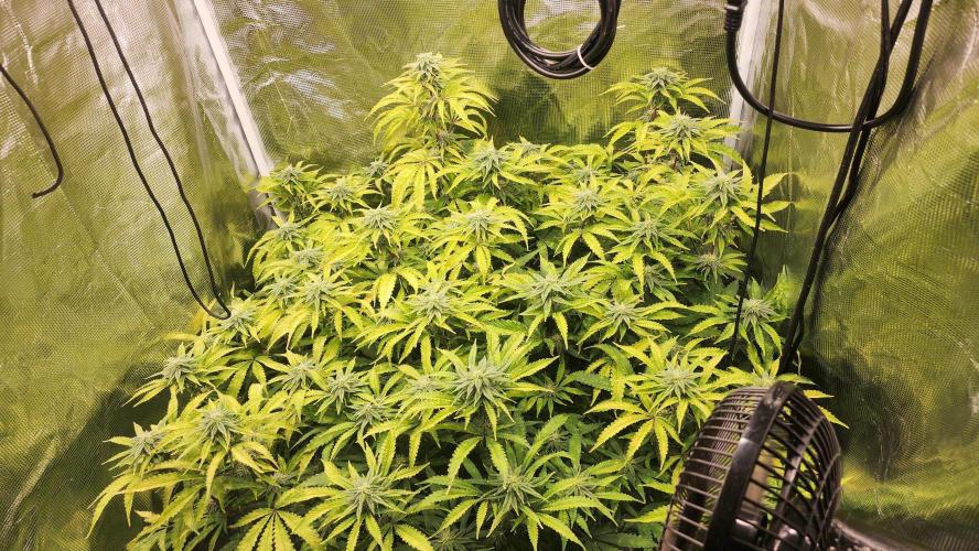 PAPAYA SHERBET. Week 12