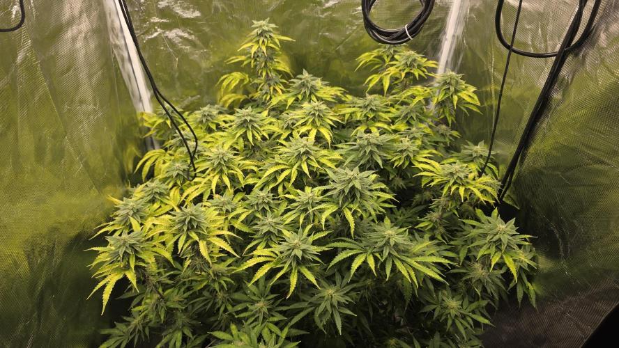 PAPAYA SHERBET. Week 13
